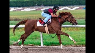 Travers Contender: Code Of Honor