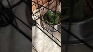 New c and c cage tour