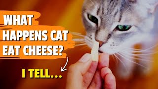 WHAT Happens If I Give My Cat CHEESE? 🐱🧀 ¡We Find Out!