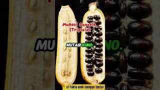 Pohon Pisang yang Kamu Tahu Sebenarnya Hidup Abadi!
