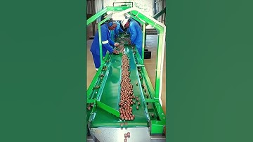 this is the process of sorting macadamia nuts very carefully #shorts