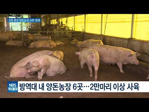 춘천서 ASF 발생…3년 연속 추석직후 발생