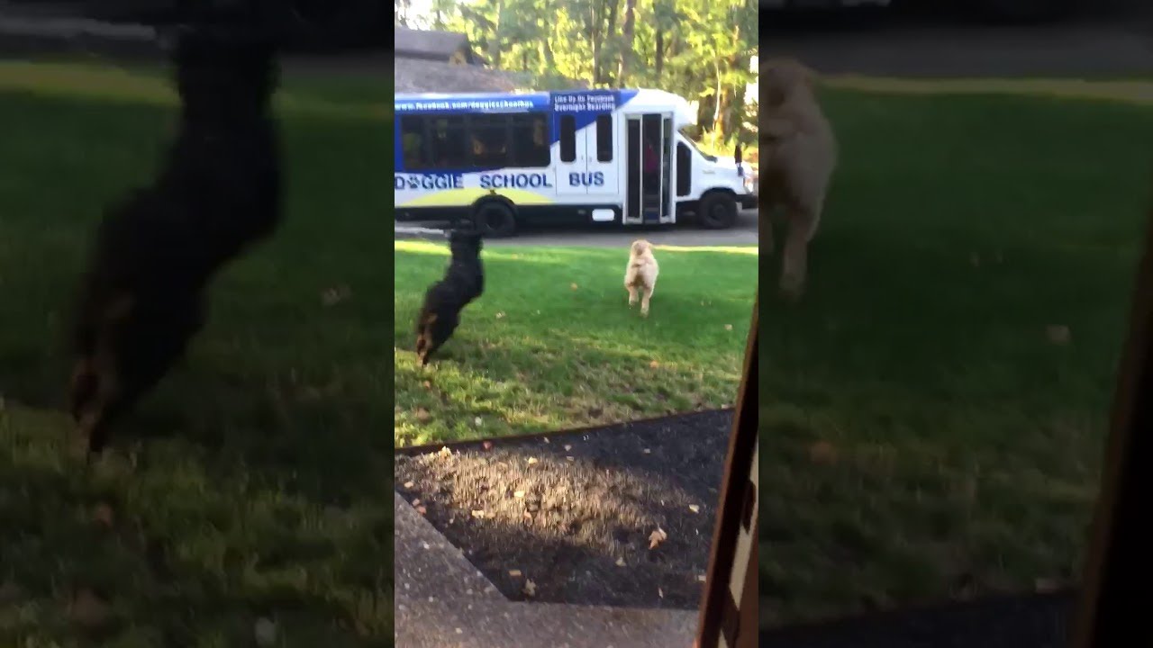 Dogs Excited to Ride the Doggie School Bus ViralHog YouTube