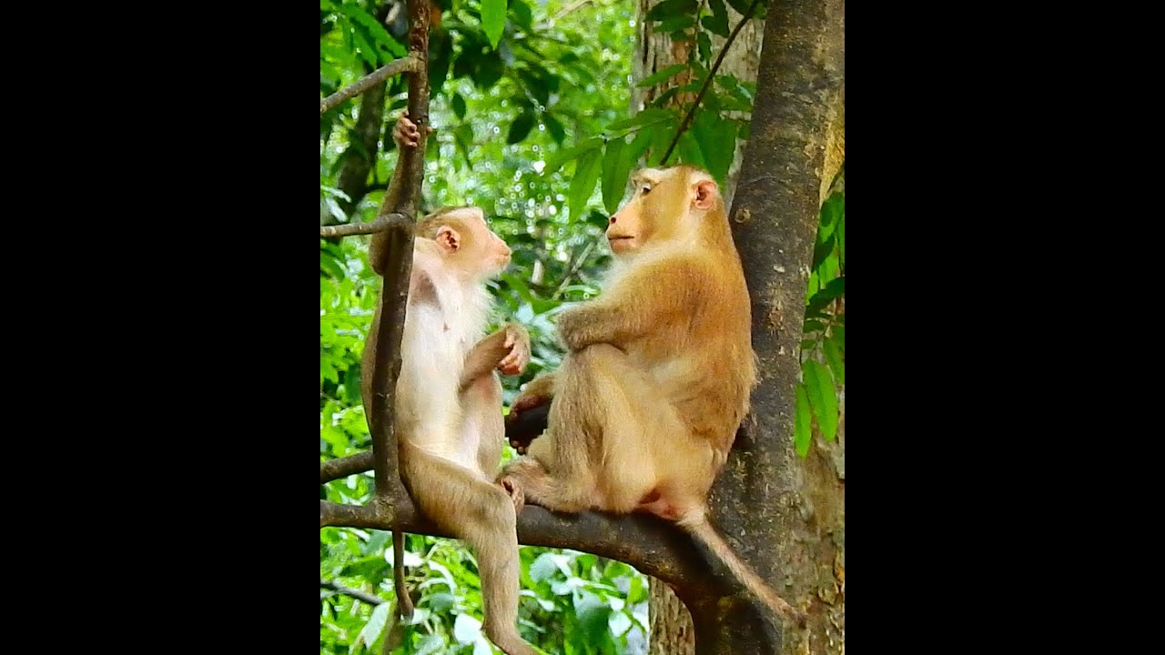 Millie's Requests Pongo's Heartfelt Assistance