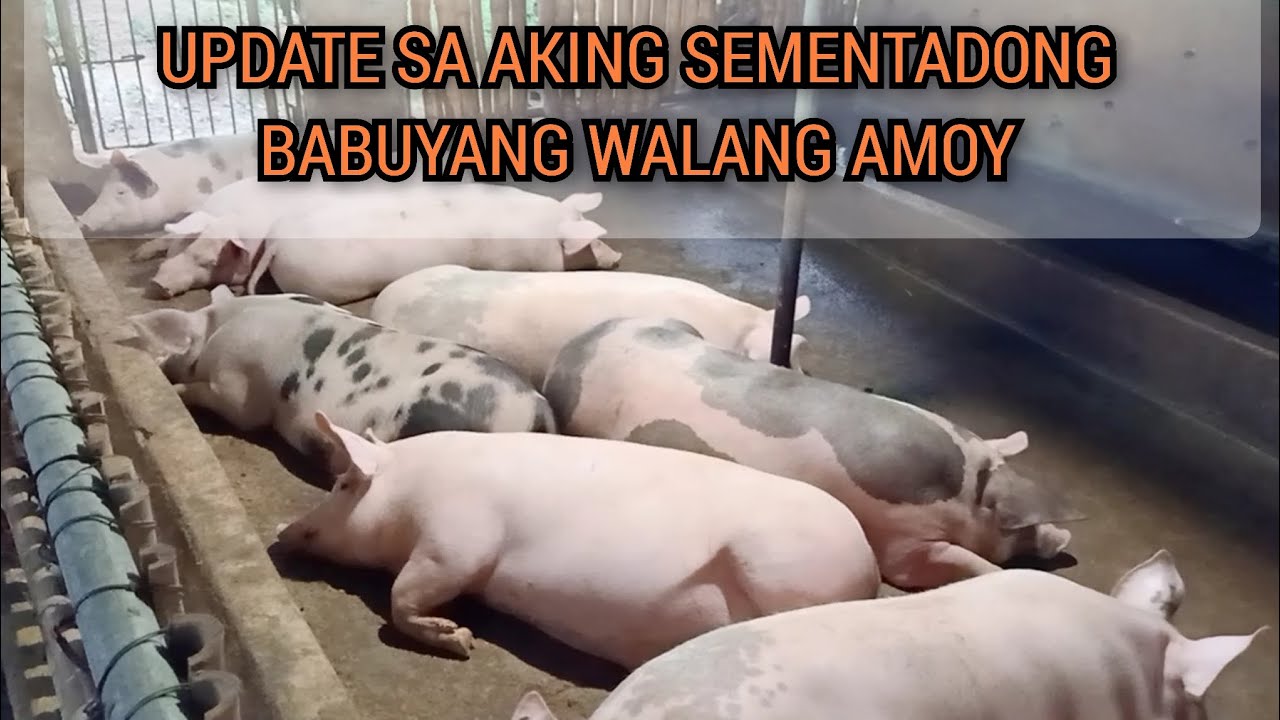 MAGAAN NA PAG-AALAGA SA SEMENTADONG BABUYAN | HINDI AKO NAGPAPALIGO NG MGA BABOY