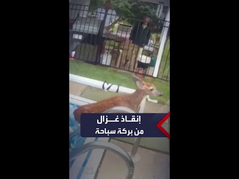 ضباط شرطة ينقذون غزالا سقط في بركة سباحة داخل منزل بمنطقة وير في ماساتشوستس الأميركية