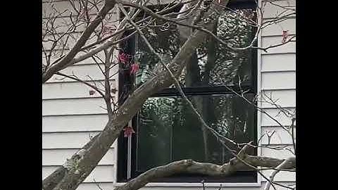 Squirrel climbing and jumping from branch to branch