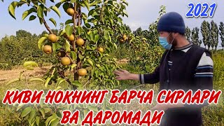 картинка: Киви нокнинг барча сирлари ва даромади | Kivi nokning barcha sirlari va daromadi