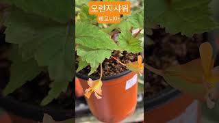#은혜화훼판매장 #오렌지샤워 베고니아