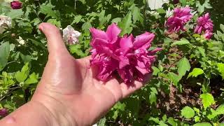 Beautiful Rose of Sharon flowers & Hydrangea’s