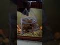Feeding time predator fish #predatorfish #koleksiikanpredator #megatank #ikanpredator