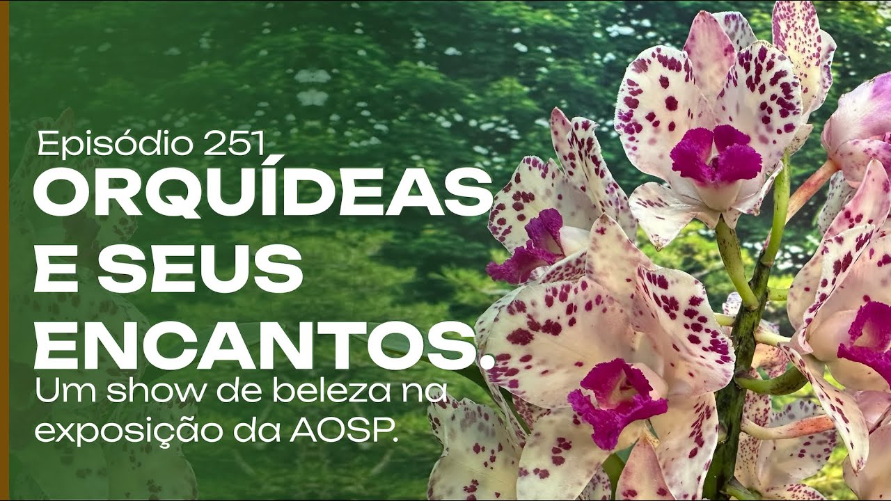 As orquídeas da AOSP e seus encantos.
