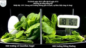 Rau Có Tươi Lâu Hơn Như Lời Đồn? | Test Thiết Bị Tạo Ozone Khử Khuẩn, Khử Mùi Tủ Lạnh