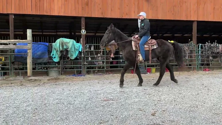 3644- black TWH mare 8yr old 15.1h $600 Deadline 12/29/25