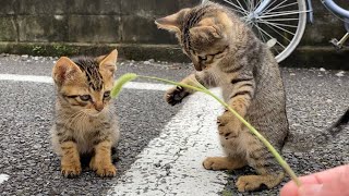 Play in green foxtail with three brothers of cute kittens【funny cat videos】