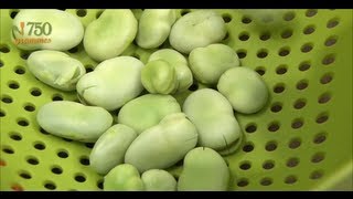 Eplucher Des Fèves - 750G