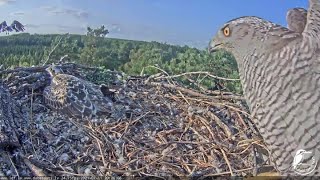 Hawk kidnaps the last osprey chick~Ospreys in Kurzeme, Latvia~2021-07-11