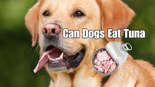 Can Dogs Eat Tuna