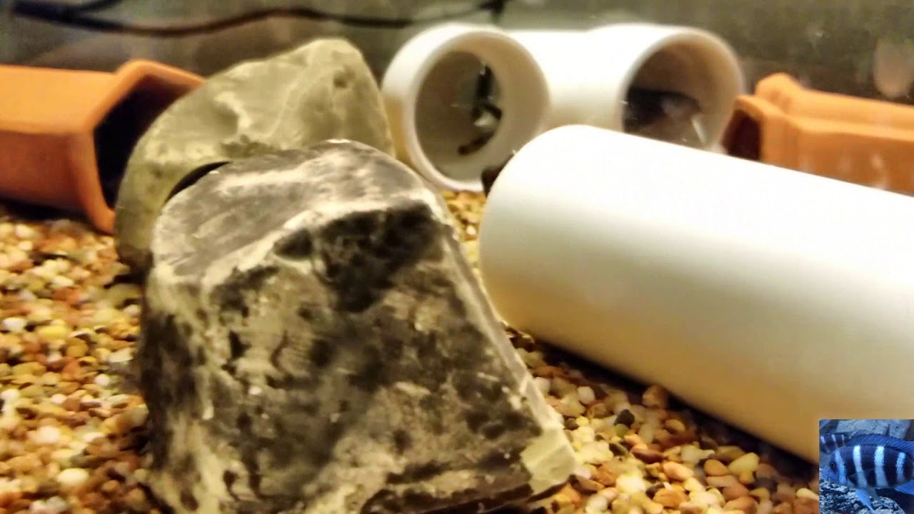 Synodontis Lucipinnis Catfish - BABIES