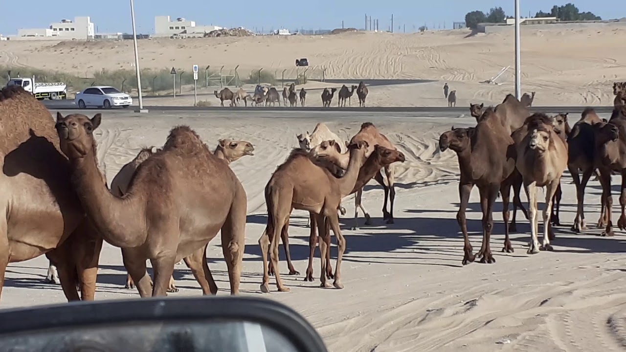 Camel Milk farm Al Ain