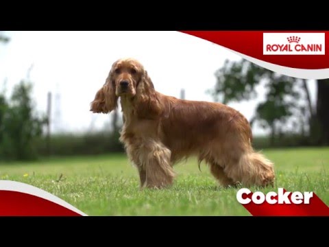 Video: Engelse Cocker Spaniel Hondenras Hypoallergeen, Gezondheid En Levensduur