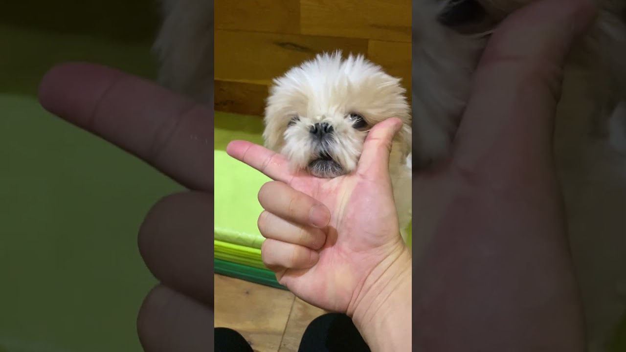 名犬レッスン　しましょうね　#シーズー #dog