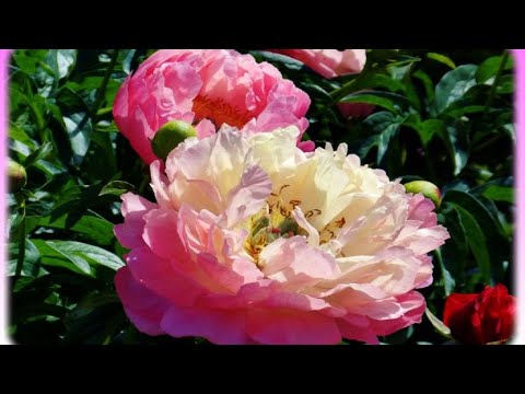 🎶🎶Букет из розовых пионов..🌷🎶🌹