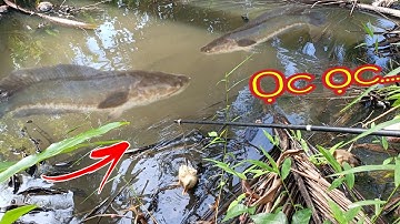 Câu Cá Lóc Bằng Vịt Cá Táp Như Mưa Quá Dữ | Ốc Gạo miền tây