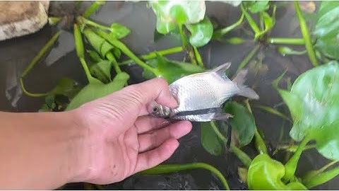 RẮN RIVOI ĂN CÁ CÓ VÃY