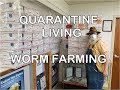 Worm Farming, a Good SHTF Hard Times Business - Quarantine Living Vol 1 Ed 3