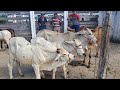FEIRA EM GADO DE AFOGADOS DA IGAZEIRA PE