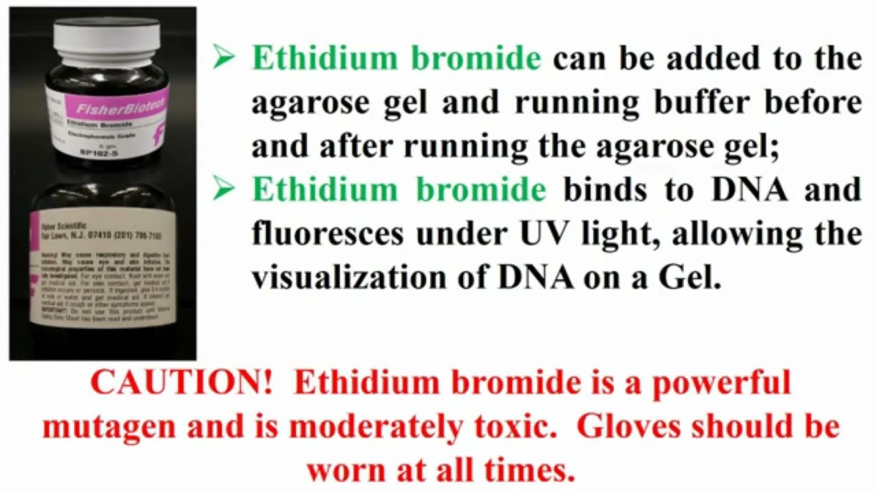 Functions of Ethidium Bromide During Work with Agarose Gel Electrophoresis