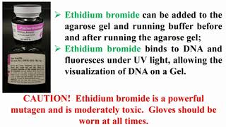 Functions Of Ethidium Bromide During Work With Agarose Gel Electrophoresis