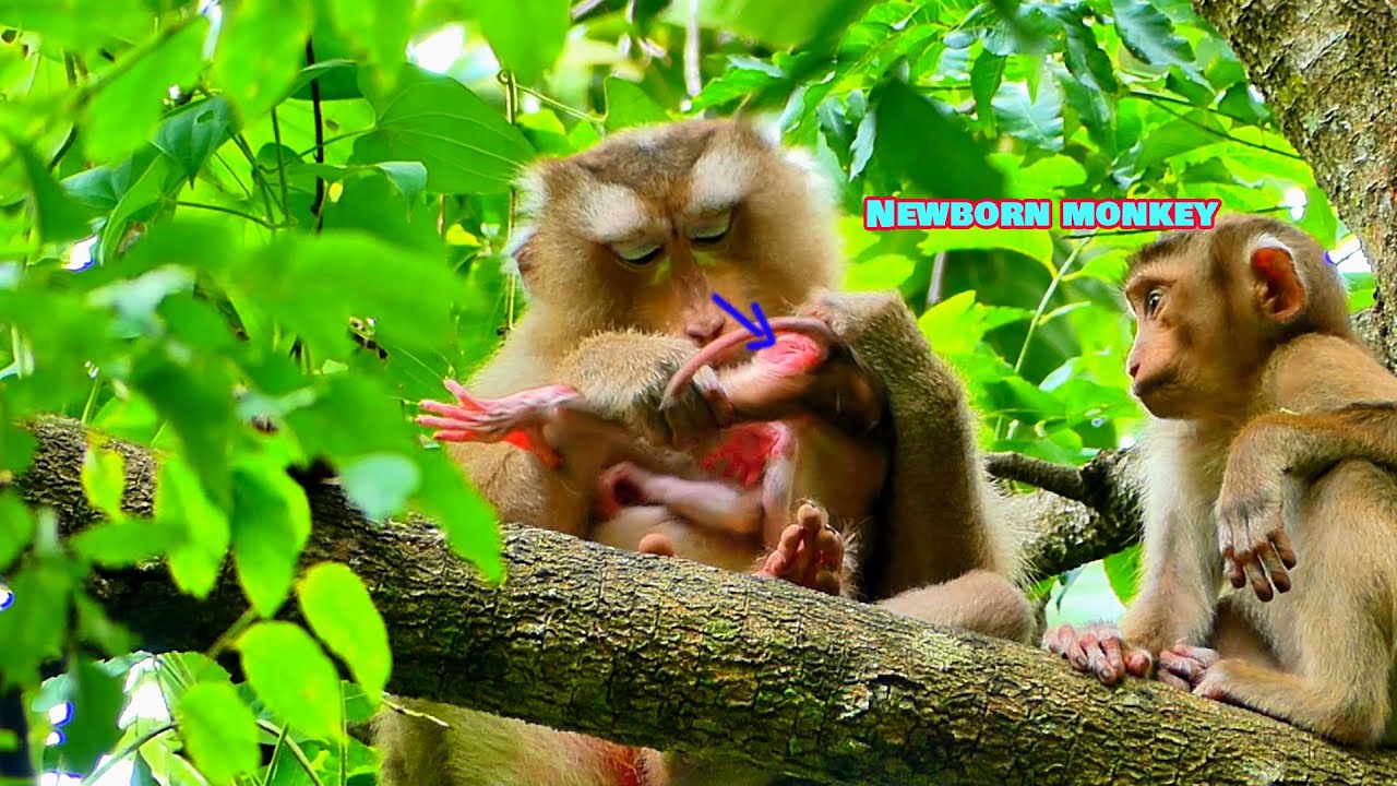 Best caring action! Old monkey Molla gently checking her newborn & providing full milk