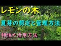 レモンの木 夏芽を切ります(剪定方法と管理の仕方)