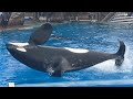 Orca Encounter in 4K (Ikaika Splash) December 17, 2022 - SeaWorld San Diego