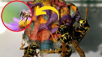 Biology Student Gives Wasps Colored Paper And They Build Beautiful Rainbow Nests