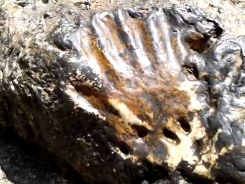 Stone Alliance - Stone Alliance Stone Alliance - Stone Alliance