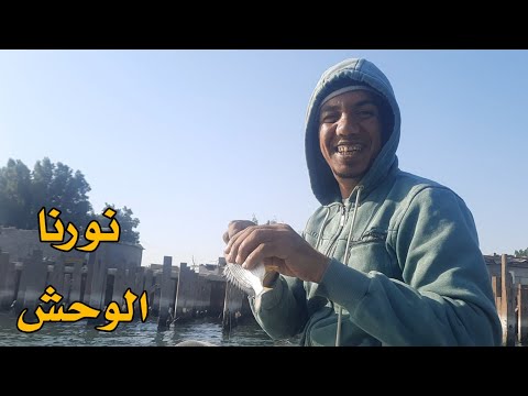 صيد الشانك اليوم في شط العرب قيصر الصياد