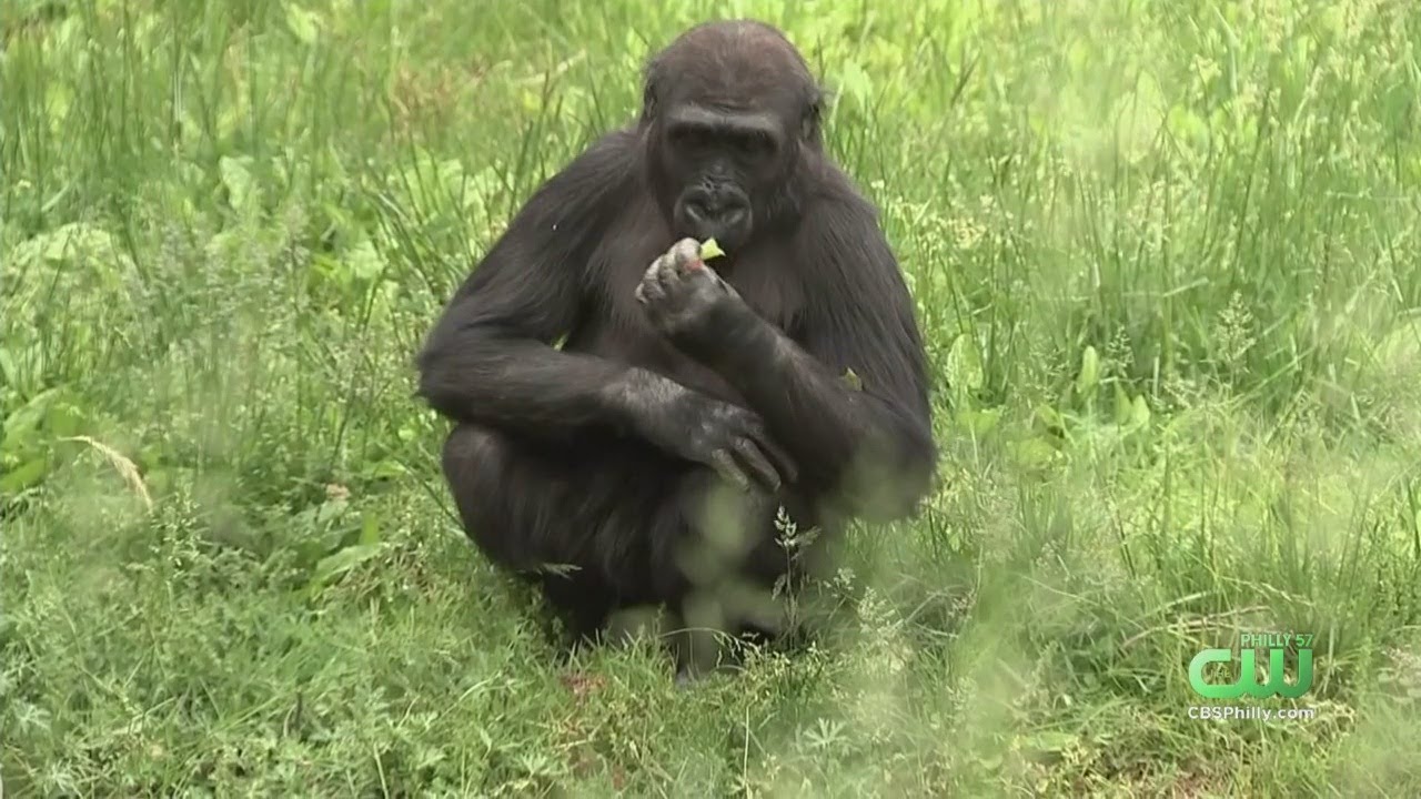 Philadelphia Zoo Reopens Monday - YouTube