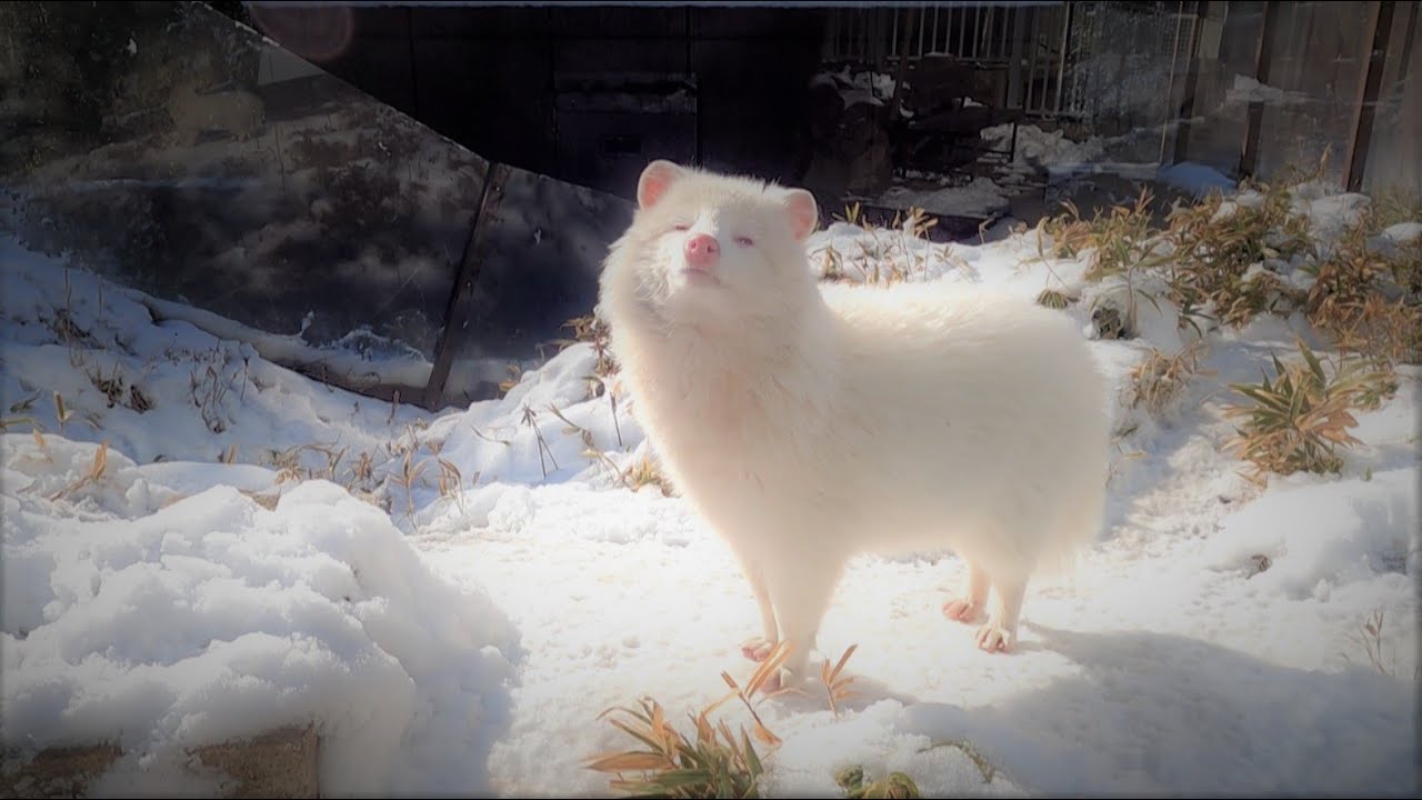 雪の中の白タヌキ（飯田市立動物園） - YouTube