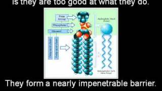 Dr Jack Szostaks Lab 2009 Nobel Laurette In Medicine For His Work On Telomerase