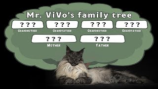 Exploring the Family Tree of Mr. ViVo, a Majestic Maine Coon Cat.
