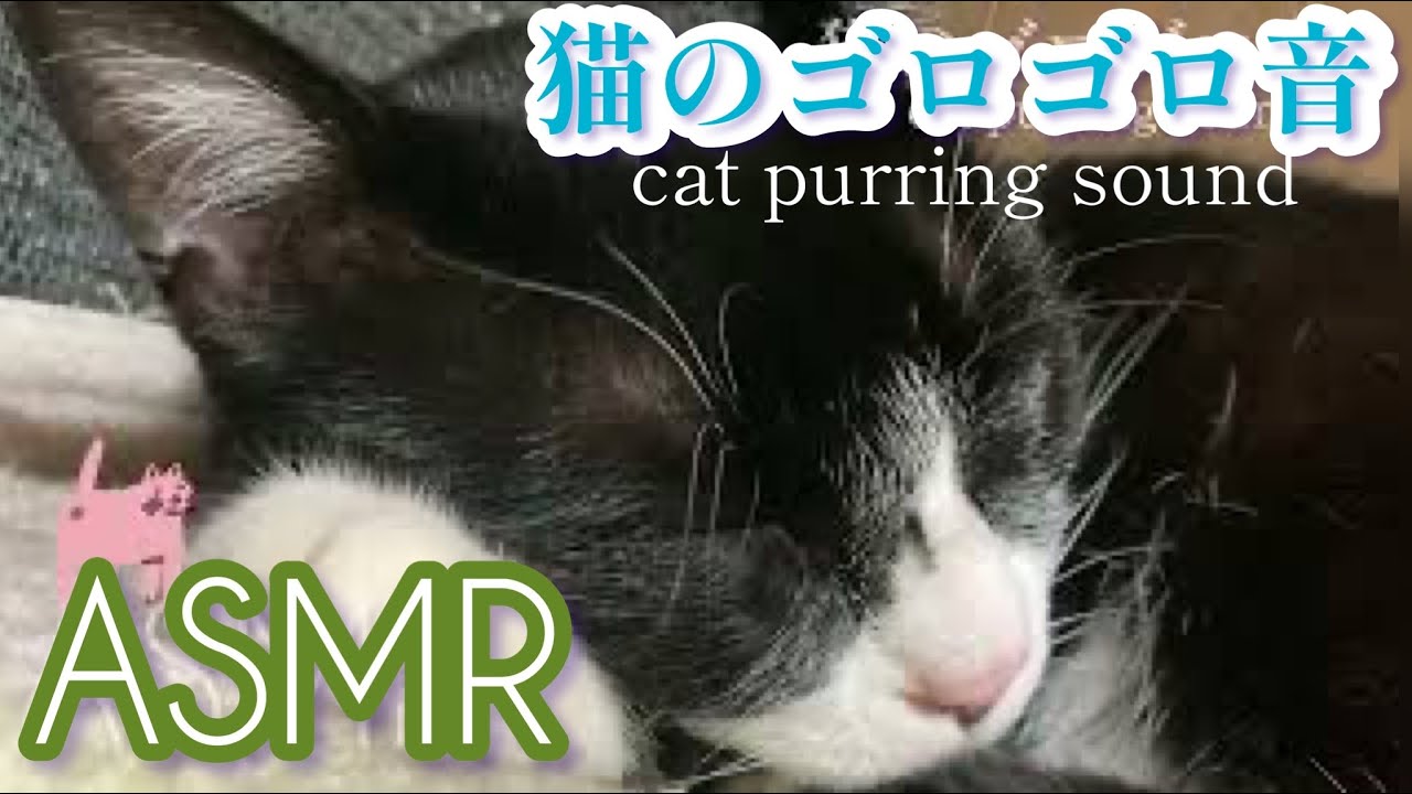 猫好きの心が落ち着く30分間/猫ゴロゴロ音【ASMR】黒白猫の