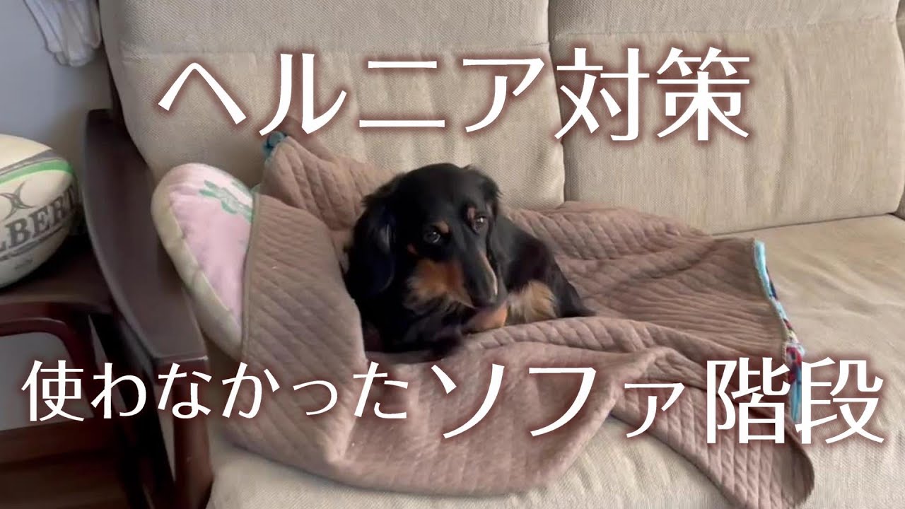 【ミニチュアダックスフンド】犬のヘルニア対策。使ってくれなかったソファ階段。さぁ、どーしましょ！？