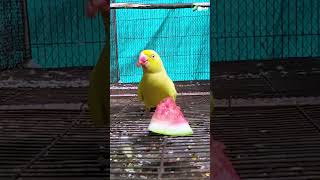 Parrot Eating? watermelon in this summer https://youtu.be/OF4oZ0TF7RM #shorts