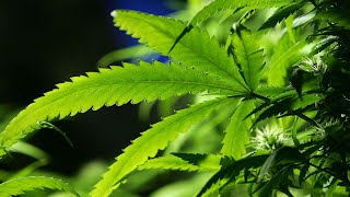 Floor vote expected on recreational marijuana legalization in Minnesota