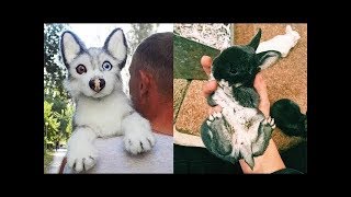 Funny Baby Animals Doing Funny Things 2019