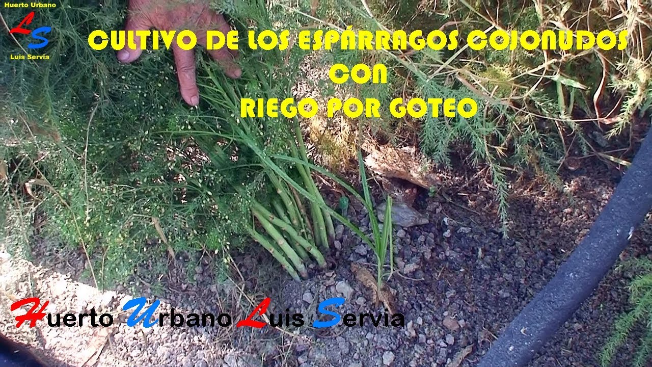 Cómo Cultivar Los Espárragos Cojonudos Con Riego Agrícola Por Goteo En Huerto Urbano Luis Servia