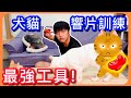 【最強犬貓訓練工具】響片訓練分享，其實貓咪也聽得懂口令！